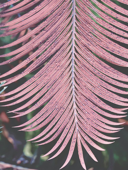 Tropical Palm 1 Poster Print by Jamie Phillip # JRV143A