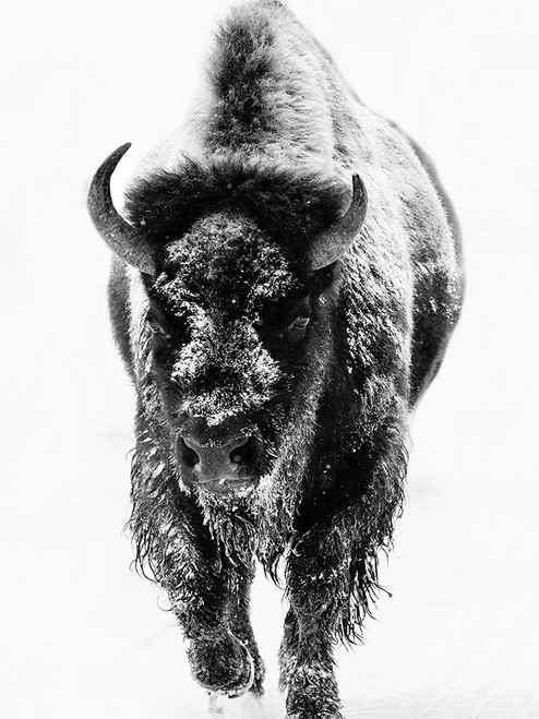 Snow Motion 3 Poster Print by Jamie Phillip # JRV152C