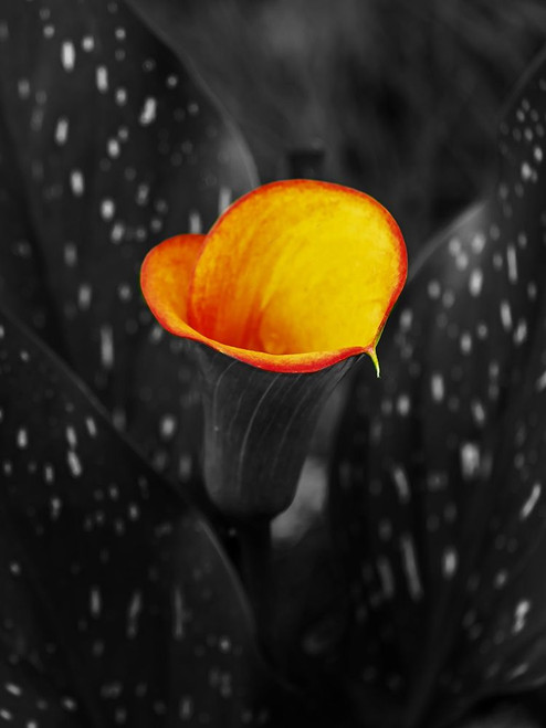 Midnight Glow Poster Print by Jamie Phillip # JRV105A