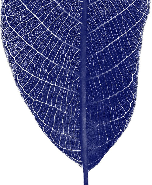 Indigo Half 2 Poster Print by Jamie Phillip # JRV145B