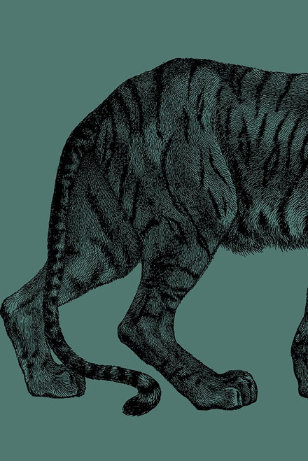 Big Cat 1 Poster Print by Jamie Phillip # JRV125A Big Cat 1 Poster Print by Jamie Phillip # JRV125A