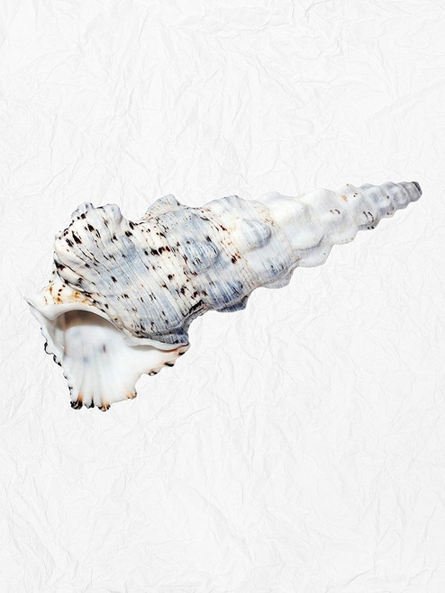 Special Shell 1 Poster Print by Jamie Phillip # JRV140A