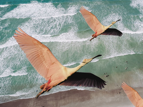 Fly High Poster Print by Jamie Phillip # JRH90A