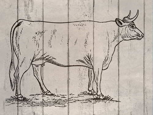 Cow Poster Print by Jamie Phillip # JRH79B