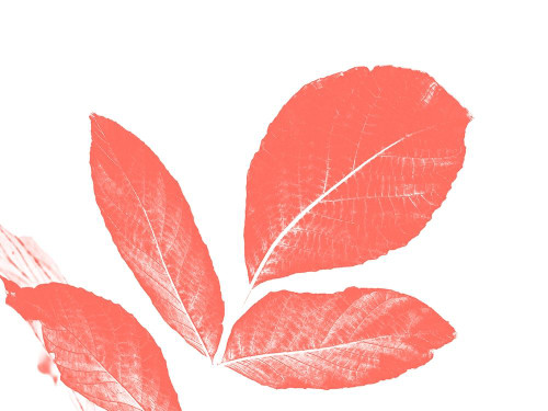 Coral Leaves Poster Print by Jamie Phillip # JRH22