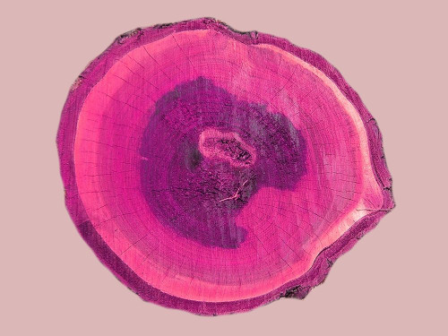 Wood Rings 4 Poster Print by Jamie Phillip # JRH100D