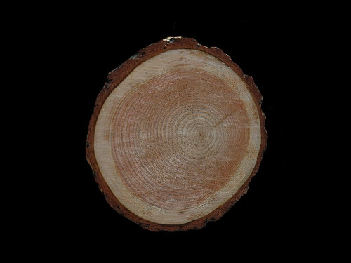 Wood Rings 2 Poster Print by Jamie Phillip # JRH100B