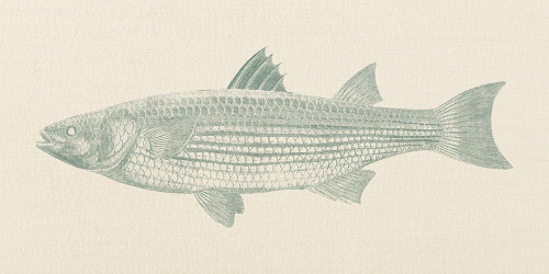 FIshing Day 2 Poster Print by Jamie Phillip # JPW6B