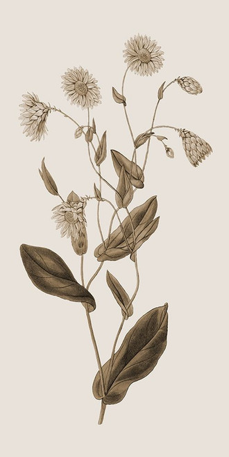 Toned Botanical Poster Print by Jamie Phillip # JPT7A
