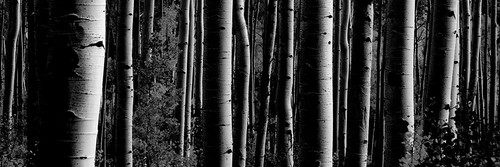 Love Tree 2 Poster Print by Jamie Phillip # JPH9B