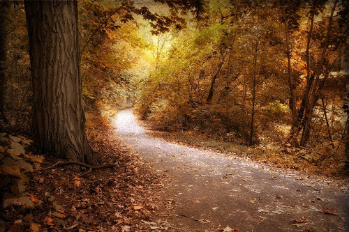 Enlightened Poster Print by Jessica Jenney # JJ141A