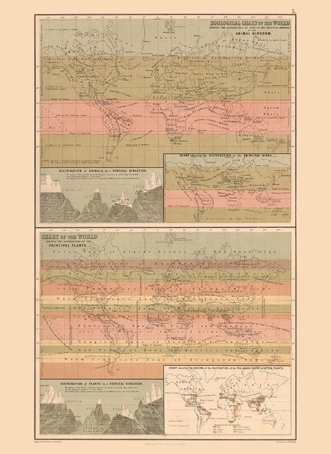 Zoological Chart World - Black 1867 Poster Print by Black Black # ITWO0042