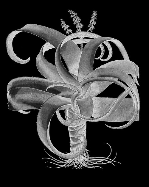 Aloe Poster Print by Basilius Besler # HEI10