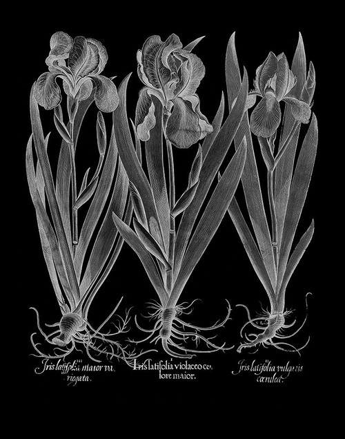 Iris Latifolia Poster Print by Basilius Besler # HEI04 Iris Latifolia Poster Print by Basilius Besler # HEI04