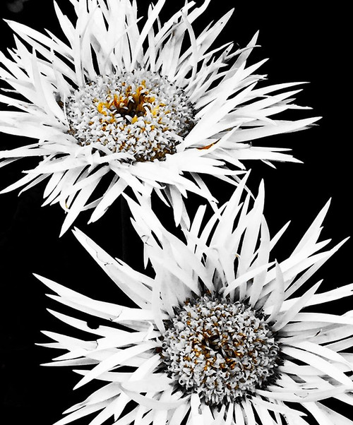 Black and White Awakening Poster Print by Heidi Bannon # HBA116971