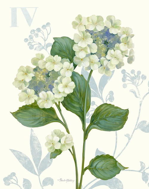 Lace Hydrangea Poster Print by Pamela Gladding # GLA625