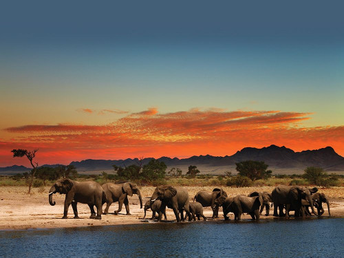 Elephants at sunset Poster Print by Braun Studio Braun Studio # GC387