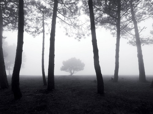 Spectrum For�_t Poster Print by Braun Studio Braun Studio # GC379