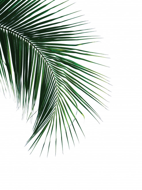 Green Palm Tree I Poster Print by Braun Studio Braun Studio # GC393