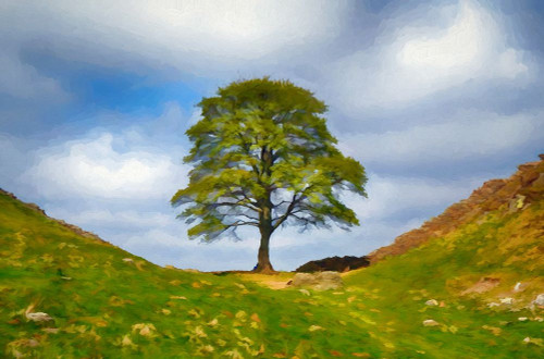 Sycamore Hill Poster Print by Ronald Bolokofsky # FAS2023