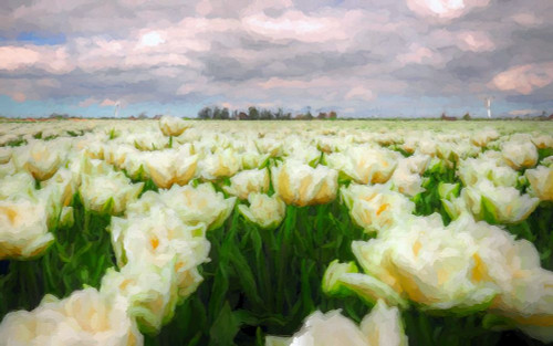 Tulip Field Poster Print by Ronald Bolokofsky # FAS2038