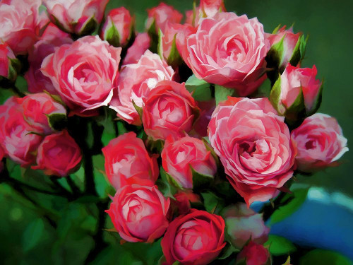 Pot of Roses Poster Print by Ronald Bolokofsky # FAS1922