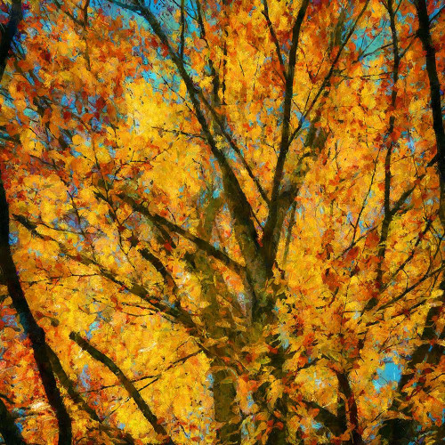 Autumn Leaves II Poster Print by Ronald Bolokofsky # FAS1956
