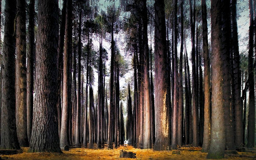 Into the Forest Poster Print by Ronald Bolokofsky # FAS1938