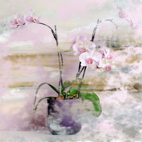 Pink Orchids I Poster Print by Ronald Bolokofsky # FAS1919