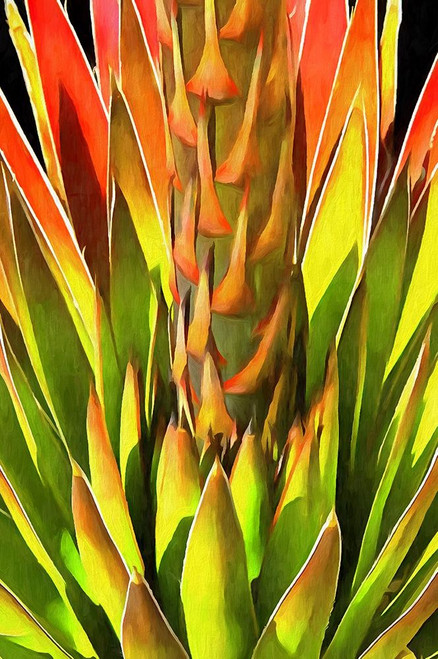 Agave I Poster Print by Ronald Bolokofsky # FAS1842