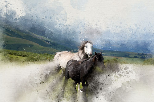 Wild Horses I  Poster Print by Ronald Bolokofsky # FAS1353