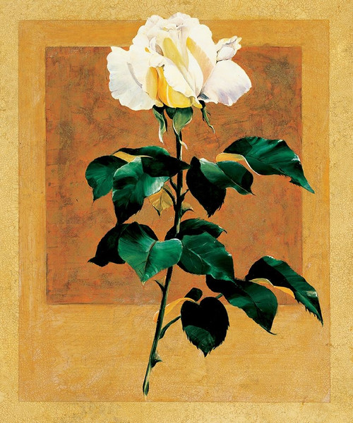 White Rose II Poster Print by Unknown Unknown # F101384