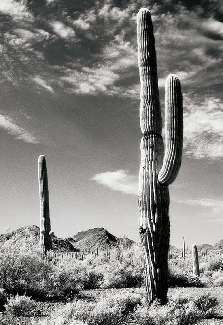 Cactus Poster Print by Unknown Unknown # F101436