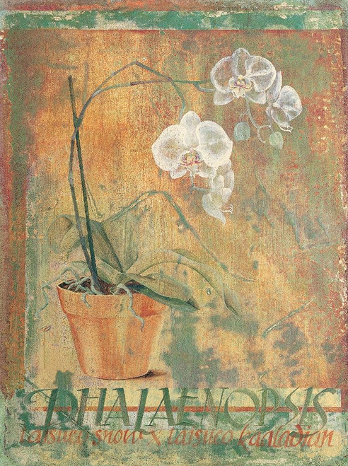Potted White II Poster Print by Unknown Unknown # F100895