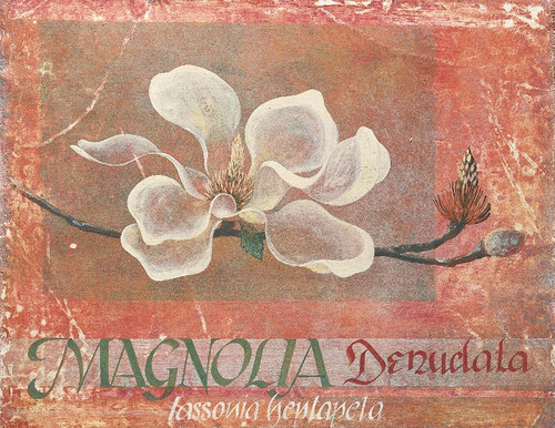 White Magnolia Poster Print by Unknown Unknown # F100897
