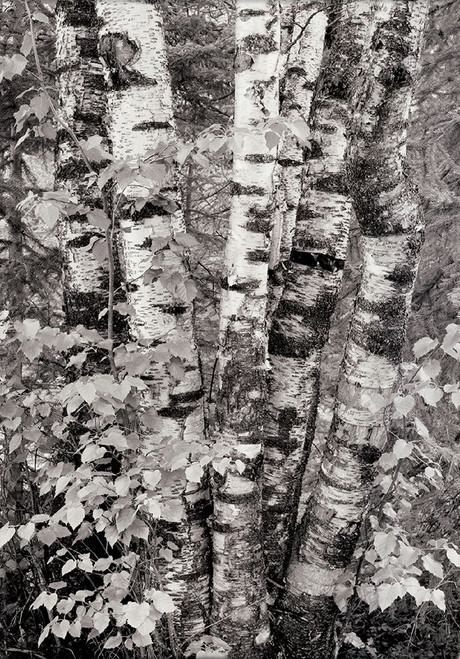 Birch Trees Poster Print by Unknown Unknown # F101437