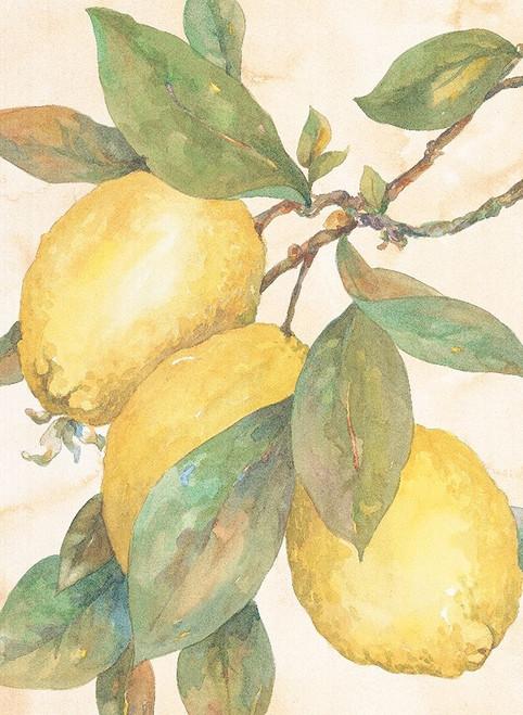 Hanging Lemons Poster Print by Unknown Unknown # F101258