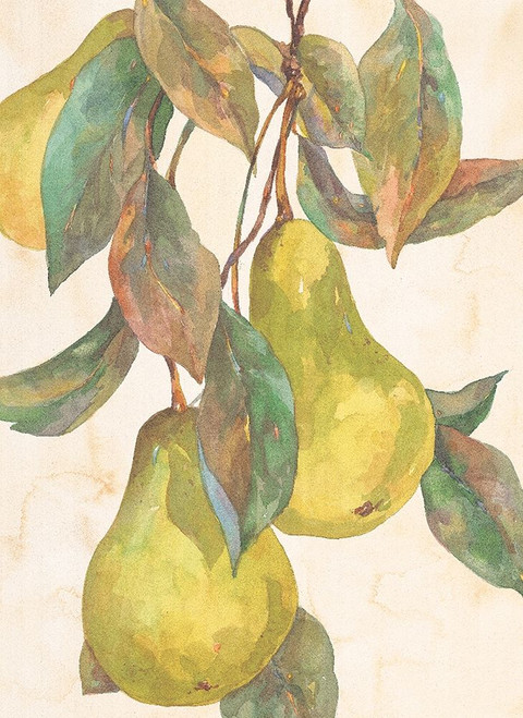 Hanging Pears Poster Print by Unknown Unknown # F101260