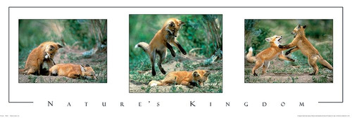 Fox Tryp Panel Poster Print by Unknown Unknown # F101194