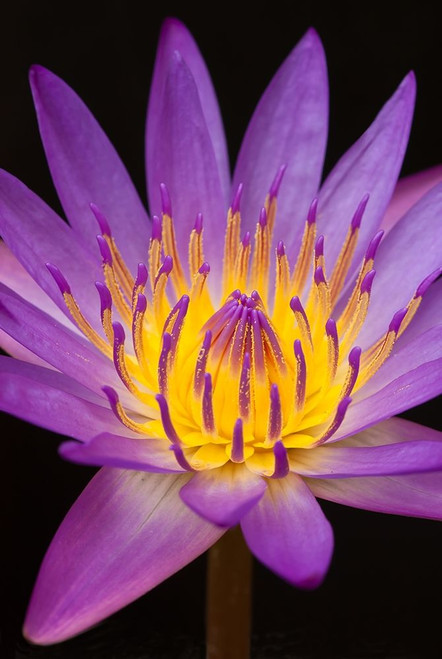 Violet Lotus Poster Print by Anonymous Anonymous # FAF293
