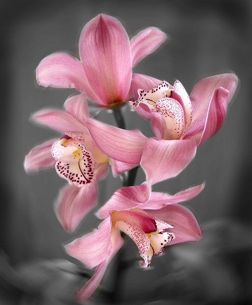 Cymbidium Orchid Bright Pink Poster Print by Igor Maloratsky # FAFM2022