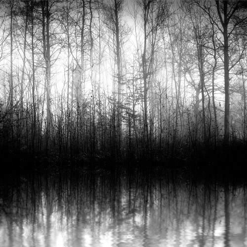 Forest Mist Poster Print by Anonymous Anonymous # FAF4028