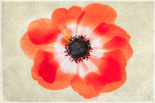 Close up of Anemone flower Poster Print by Dennis Frates # FAF1504