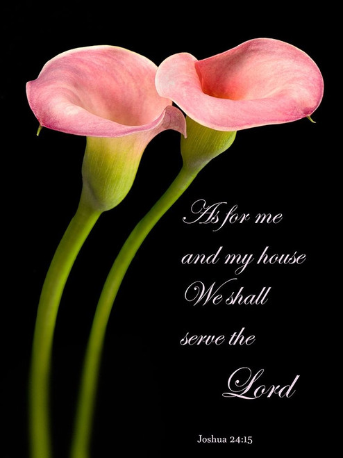 Joshua 2415 Calla Lilies Poster Print by Barry Seidman # BSRC003A2