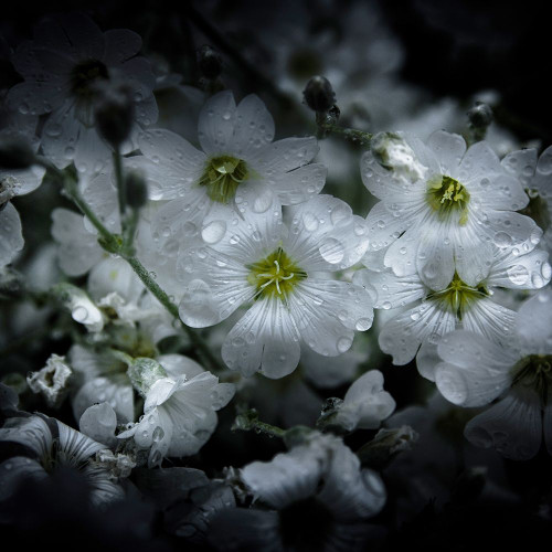 White Petunia Poster Print by Brian Carson # BRC117478