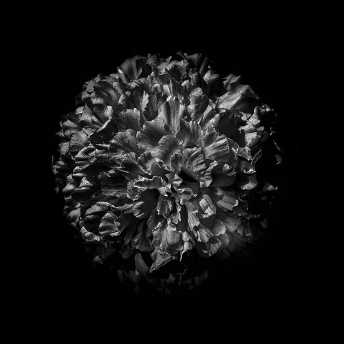 Black And White Mum V Poster Print by Brian Carson # BRC117433