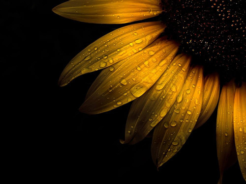 Sunflower Detail II Poster Print by Brian Carson # BRC117466