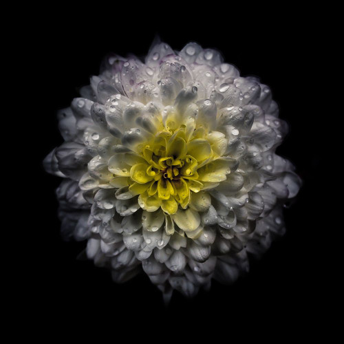 White and Yellow Mum Poster Print by Brian Carson # BRC117467