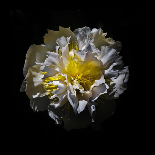 White Camelia Poster Print by Brian Carson # BRC117468
