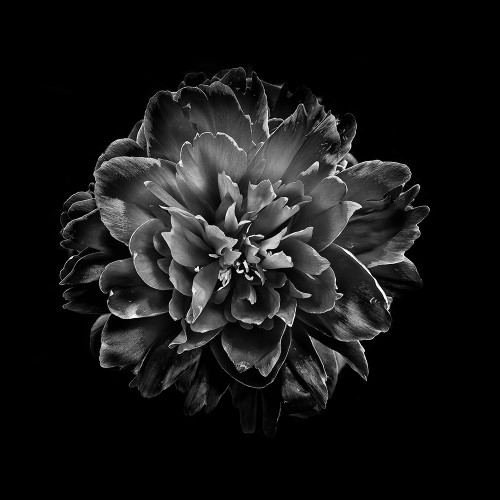 Black And White Camelia IV Poster Print by Brian Carson # BRC117413